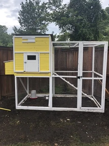 The finished yellow coop in the back yard with its wire run, ramp and feeder.